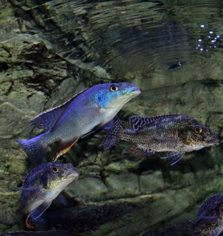 Nimbochromis linni 'Mbenji Island'